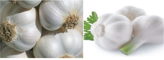 Garlic