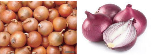 Onion